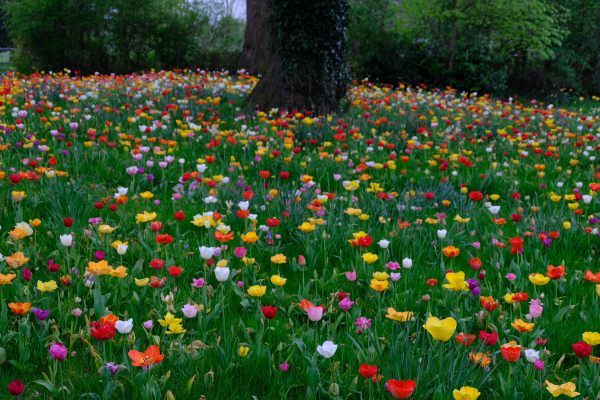 Dunsborough Park Gardens.