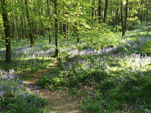 Frank's Walk: Tiptoe through the bluebells...