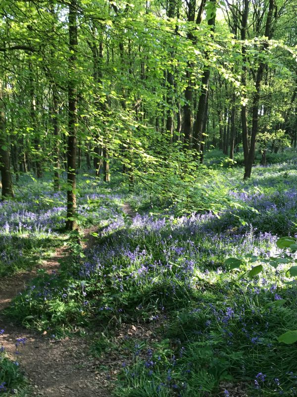 Frank's Walk: Bluebell Woods.