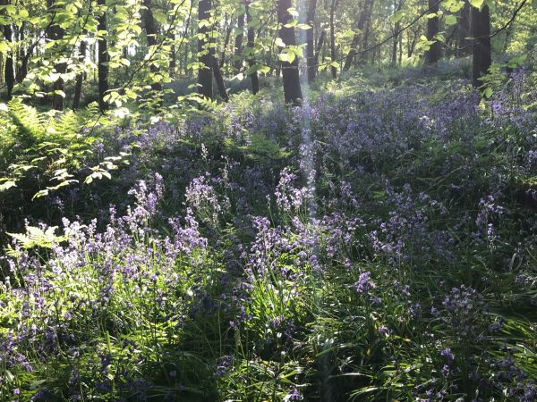 Frank's Walk: Bluebell Wood.