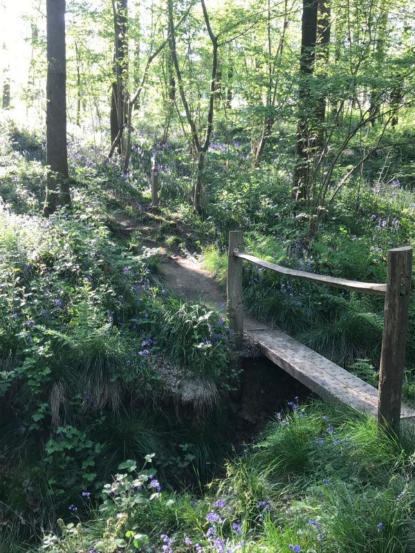 Frank's Walk: Bluebell Wood.