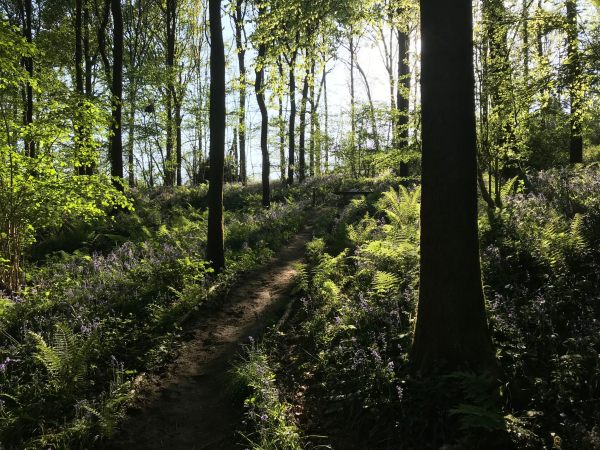 Frank's Walk: Bluebell Wood.