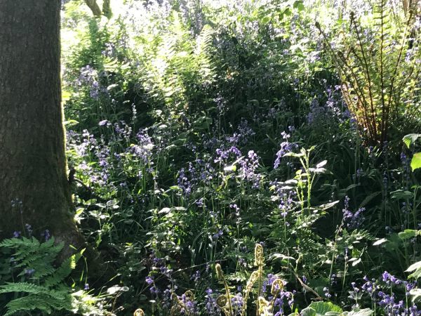 Frank's Walk: Bluebell Wood.