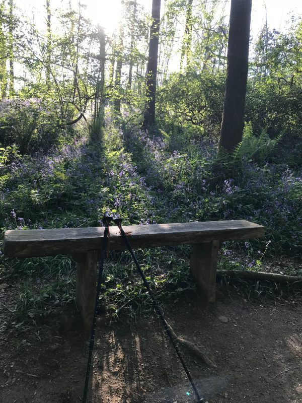 Frank's Walk: Bluebell Wood.