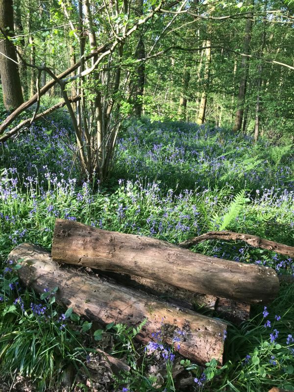 Frank's Walk: Bluebell Wood.