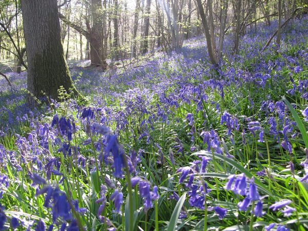 Frsank's Walk: Bluebell Wood.