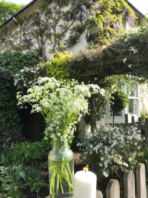 Frank's Walk: Lighting a Candle for Diddley at Laurel Cottage in May.