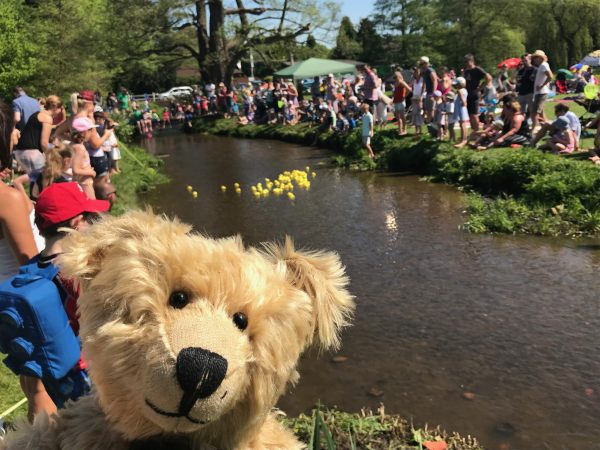 Teddy Bears' Picnic: And it's the DUCK RACE!