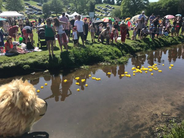 Teddy Bears' Picnic: “There they go. Weird ducks. Only two were floating the right way up. The rest were showing off their numbers!”