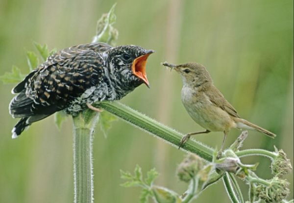 Baby Cuckoo already bigger than its unsuspecting parent Reed Warbler.