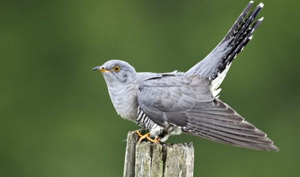 The Cuckoo - Mick Jagger, perhaps?