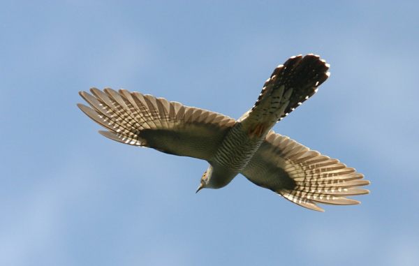 The Cuckoo - A spectacular sight in full flight.