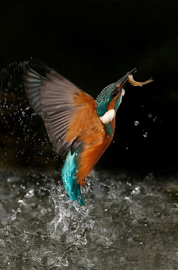 Halcyon Days: Kingfisher.