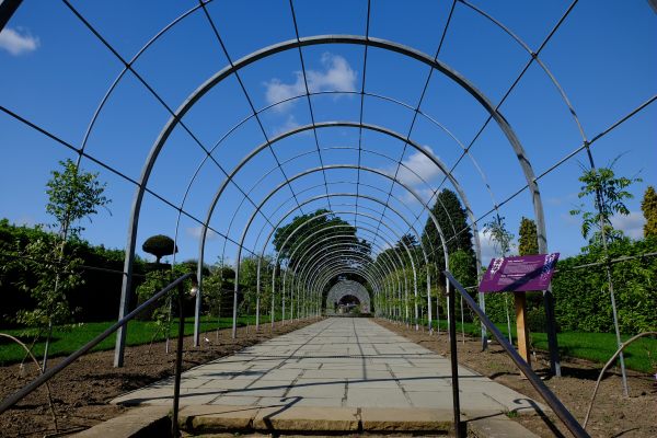 Halcyon Days: New Wisteria tunnel. Above now. Below later…