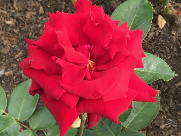 Queen Mary's Rose Garden.