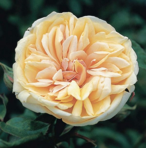 Queen Mary's Rose Garden - Gloire de Dijon