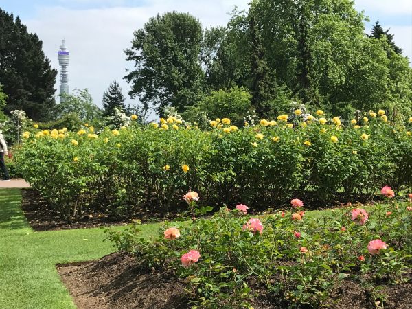 Queen Mary's Rose Garden.