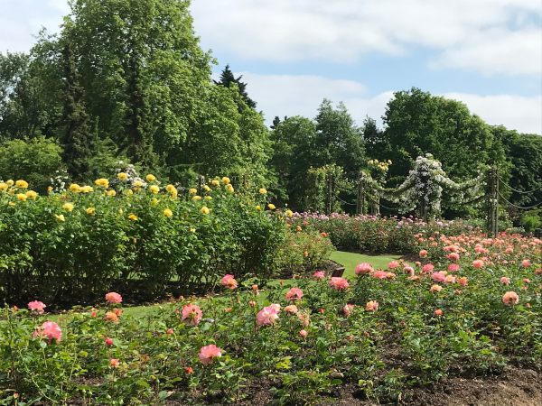 Queen Mary's Rose Garden.