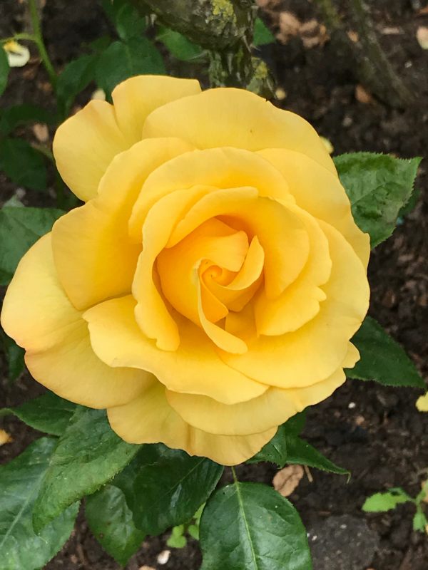 Queen Mary's Rose Garden.