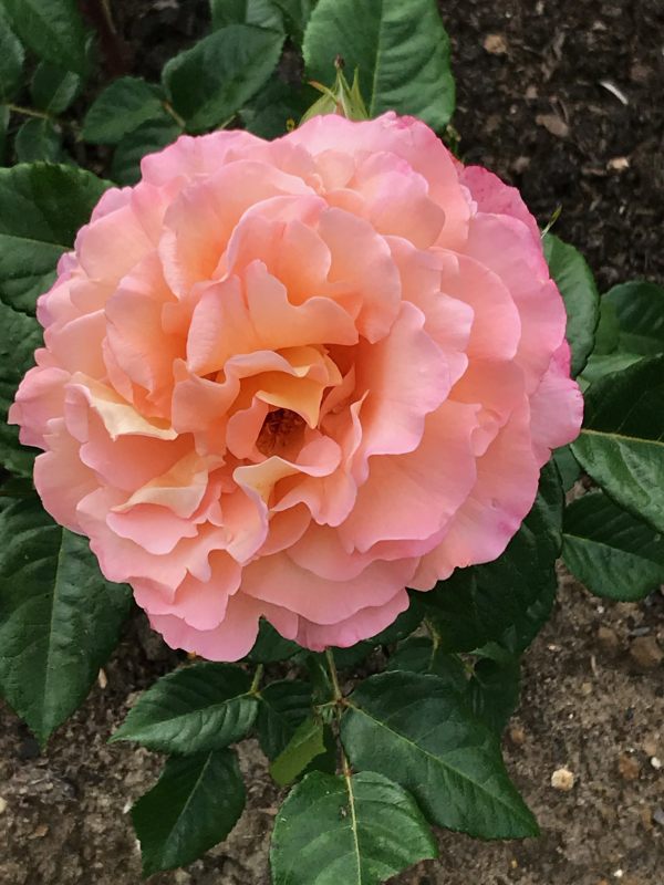 Queen Mary's Rose Garden.