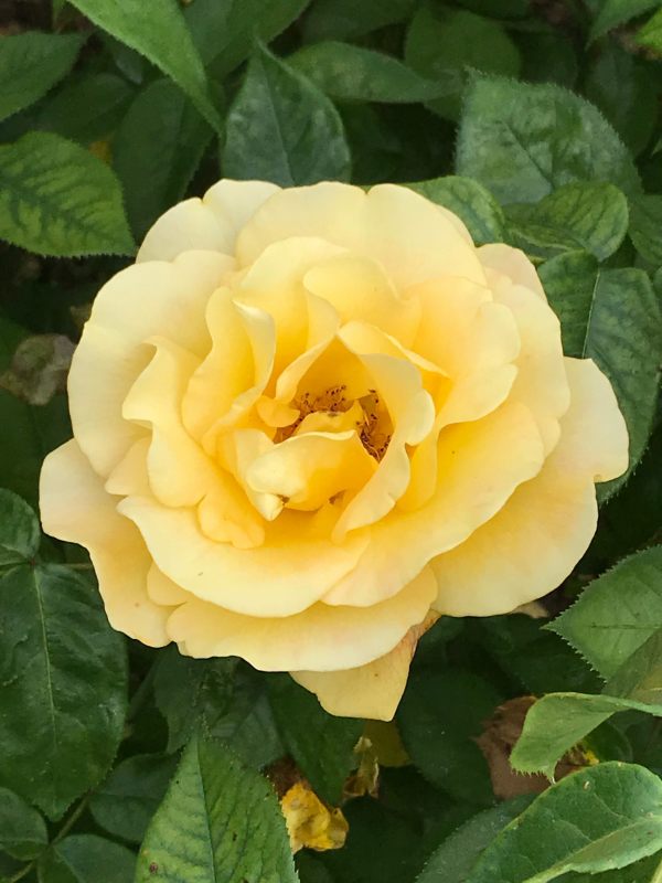 Queen Mary's Rose Garden.