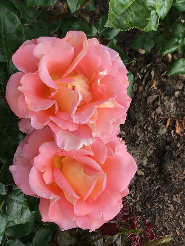 Queen Mary's Rose Garden.