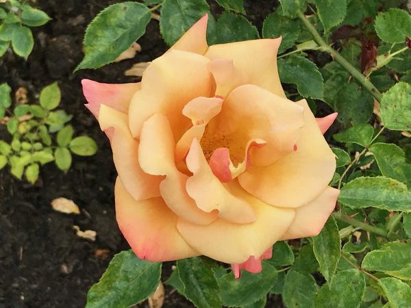 Queen Mary's Rose Garden.