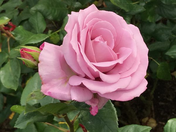 Queen Mary's Rose Garden.