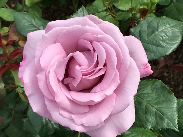 Queen Mary's Rose Garden.