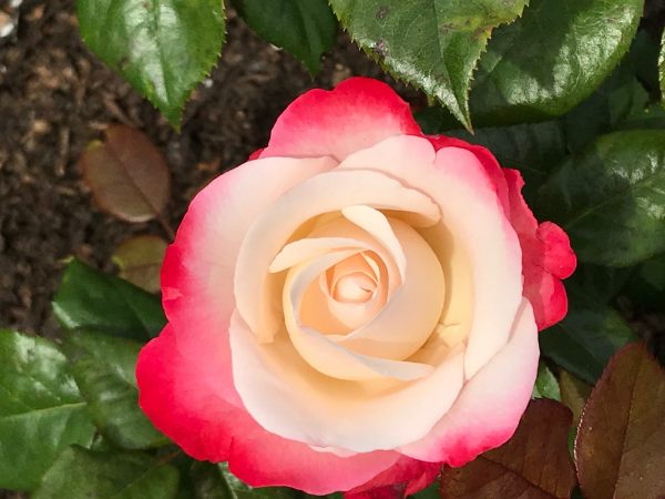 Queen Mary's Rose Garden.