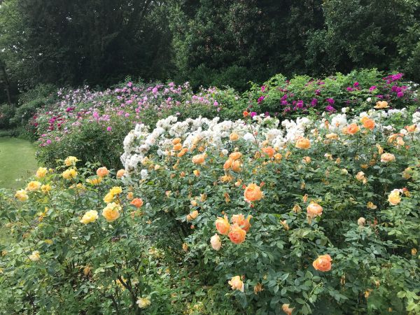 Queen Mary's Rose Garden.