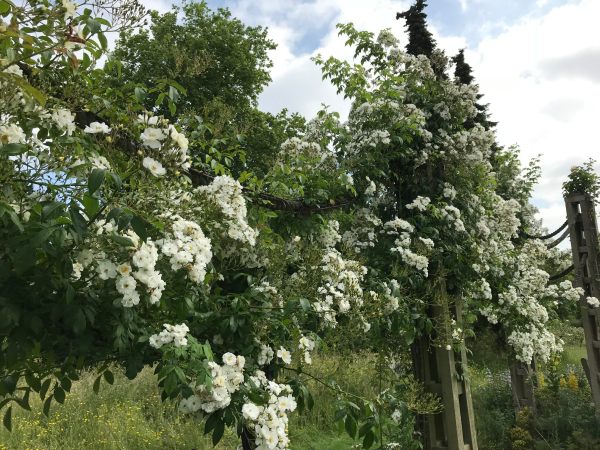 Queen Mary's Rose Garden.