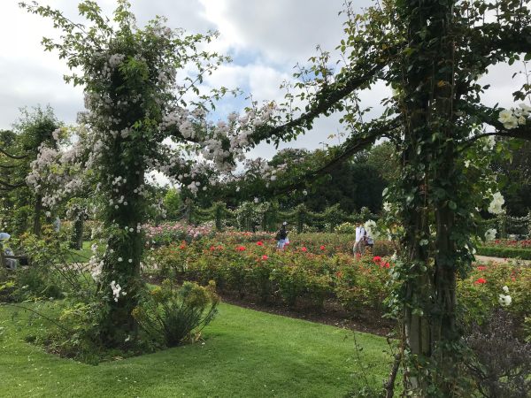 Queen Mary's Rose Garden.