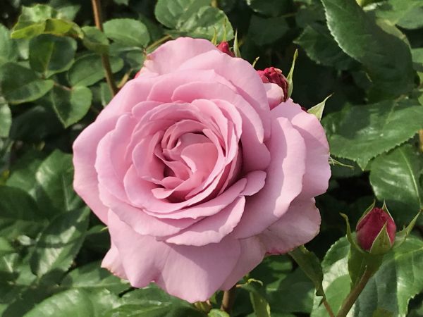 Queen Mary's Rose Garden.