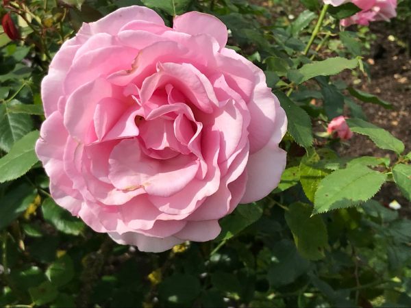 Queen Mary's Rose Garden.