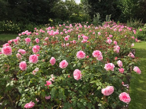 Queen Mary's Rose Garden.