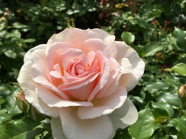 Queen Mary's Rose Garden.