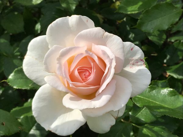 Queen Mary's Rose Garden.