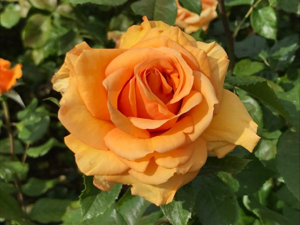 Queen Mary's Rose Garden.