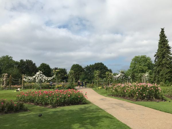 Queen Mary's Rose Garden.