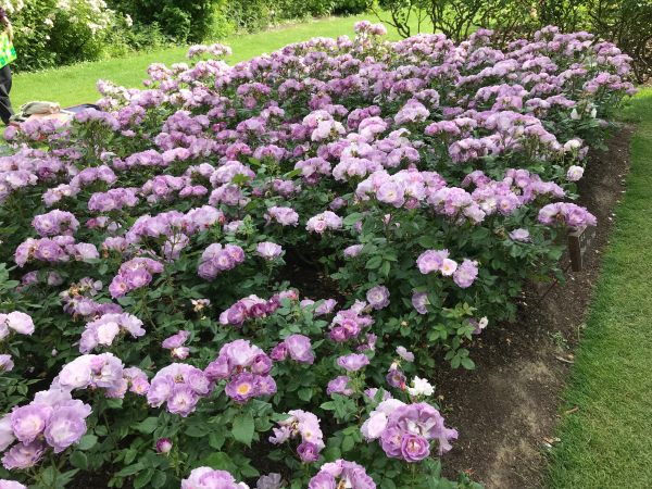 Queen Mary's Rose Garden.