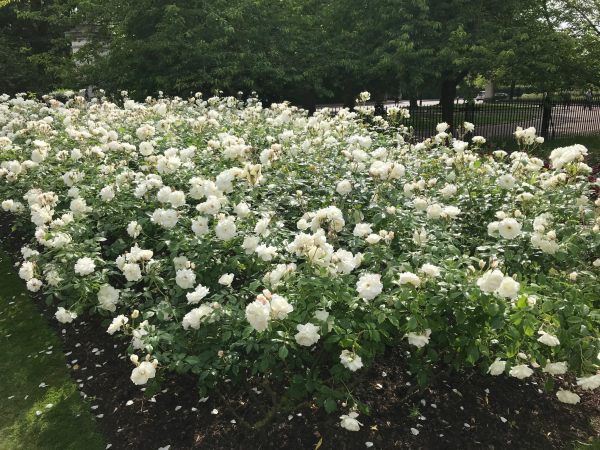 Queen Mary's Rose Garden.