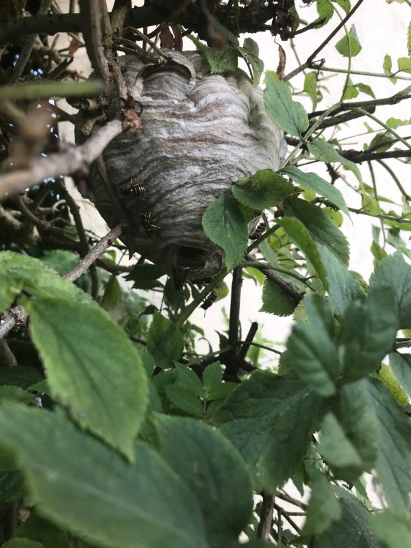 Ooh la la - The Nest.