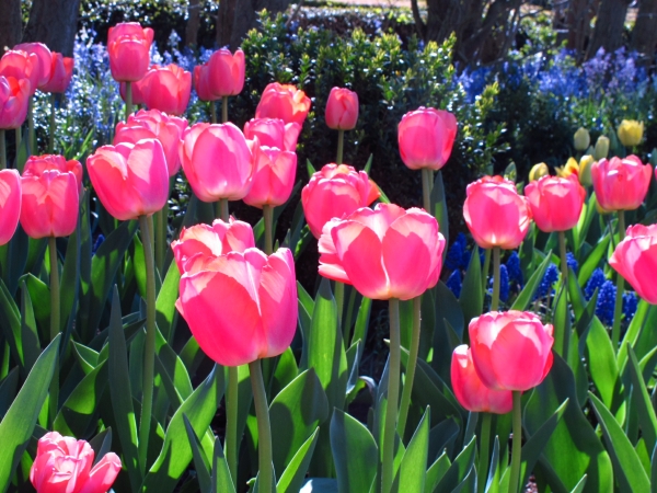 Dahlia Day - Pink Tulips.