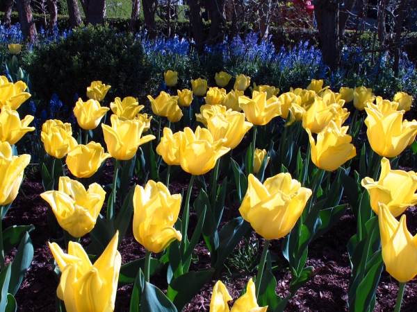 Dahlia Day: Yellow Tulips.