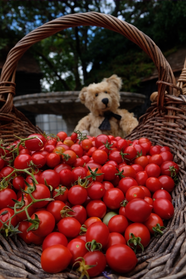 Dahlia Day: "Buy my loverly tomatoes"