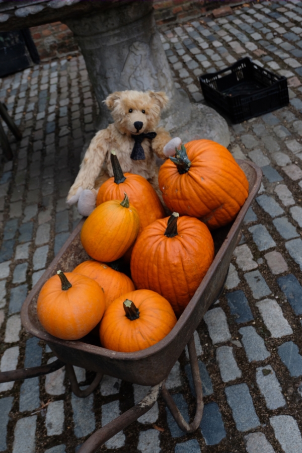 Dahlia Day: Pumpkin Pie?