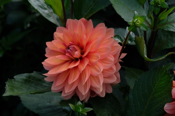 Dahlia Day: