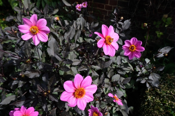 Dahlia Day: