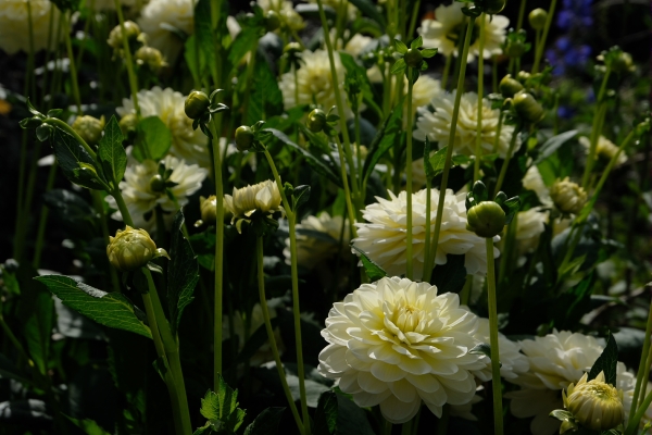 Dahlia Day: